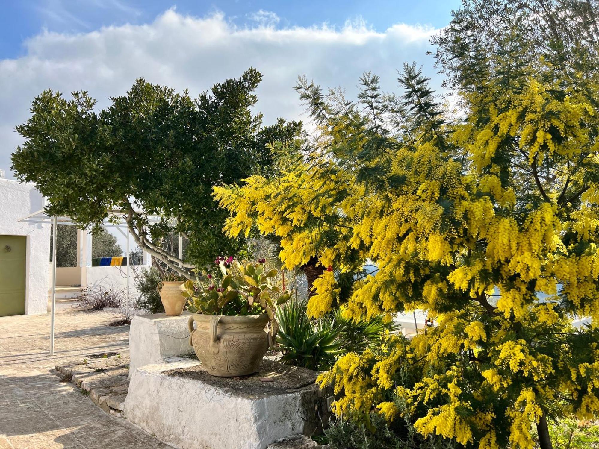 Hotel Syconium Trullo And Lamia Gea Charme And History Ostuni Zewnętrze zdjęcie